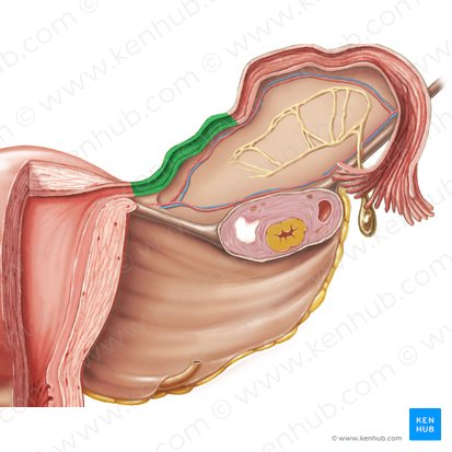 Isthmus of uterine tube (Isthmus tubae uterinae); Image: Samantha Zimmerman