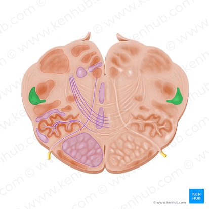 Spinal tract of trigeminal nerve (Tractus spinalis nervi trigemini); Image: Paul Kim