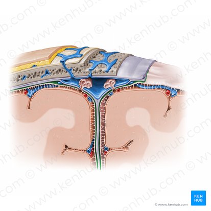 Espaço subdural (Spatium subdurale); Imagem: Paul Kim