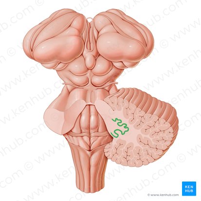 Nucleus dentatus (Zahnkern); Bild: Paul Kim