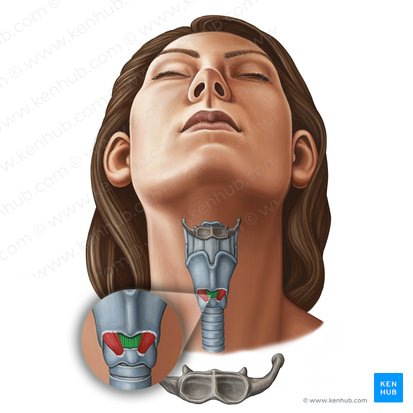 Ligamento cricotireóideo mediano (Ligamentum cricothyroideum medianum); Imagem: Irina Münstermann