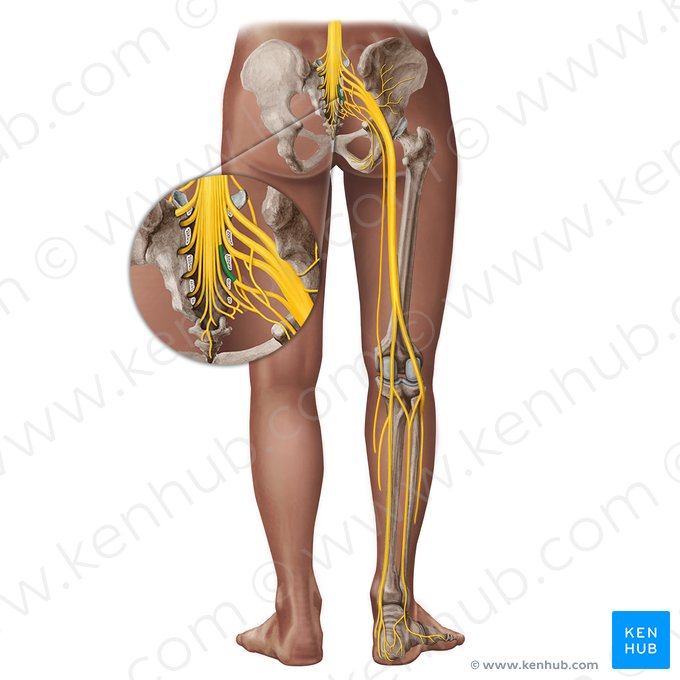 Nerf spinal S3 (Nervus spinalis S3); Image : Irina Münstermann