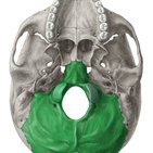 Osso occipital