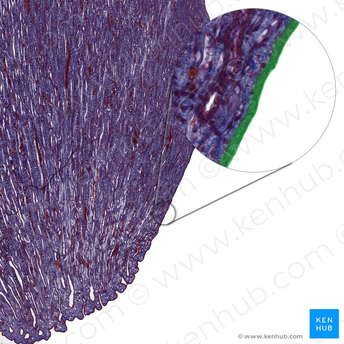 Epitelio cilíndrico simple de la papila renal (Epithelium simplex columnare papillae renalis); Imagen: 