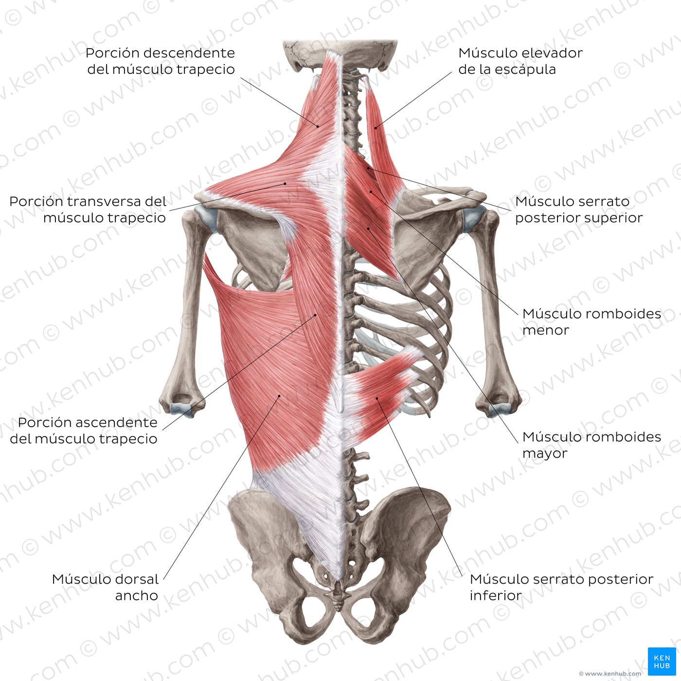 Músculos axioapendiculares posteriores del hombro