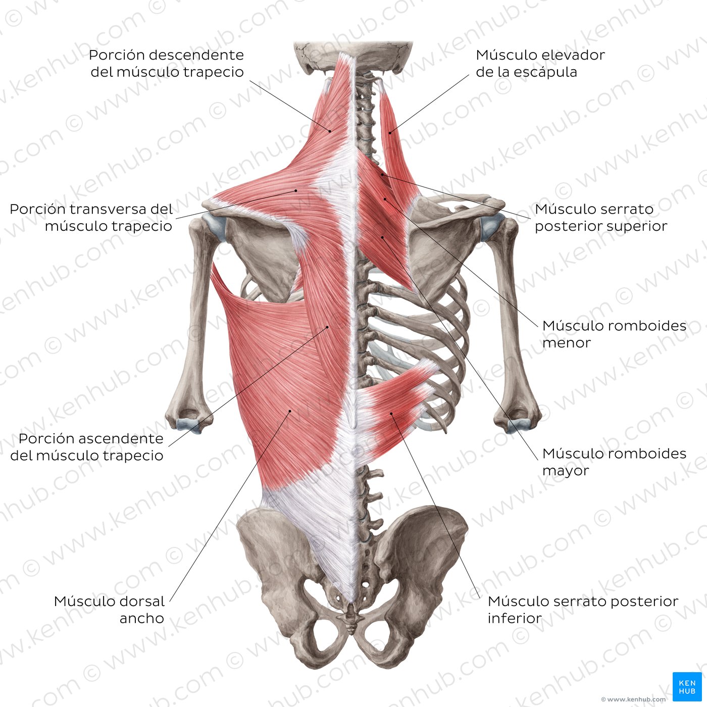 Músculos de la espalda: Anatomía y funciones