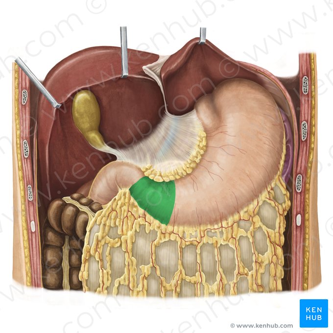 Pyloric part of stomach (Pars pylorica gastris); Image: Irina Münstermann