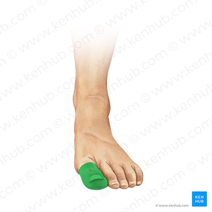 Hallux (Großer Zeh); Bild: Irina Münstermann