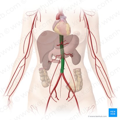 Aorta descendente (Aorta descendens); Imagen: Begoña Rodriguez