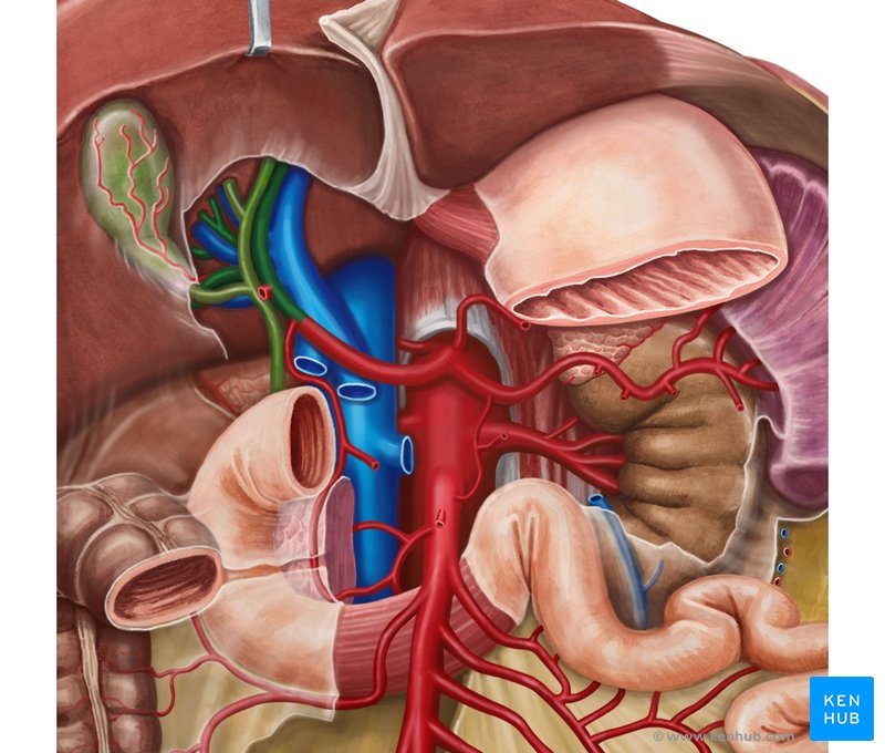 Hepatic artery proper - ventral view
