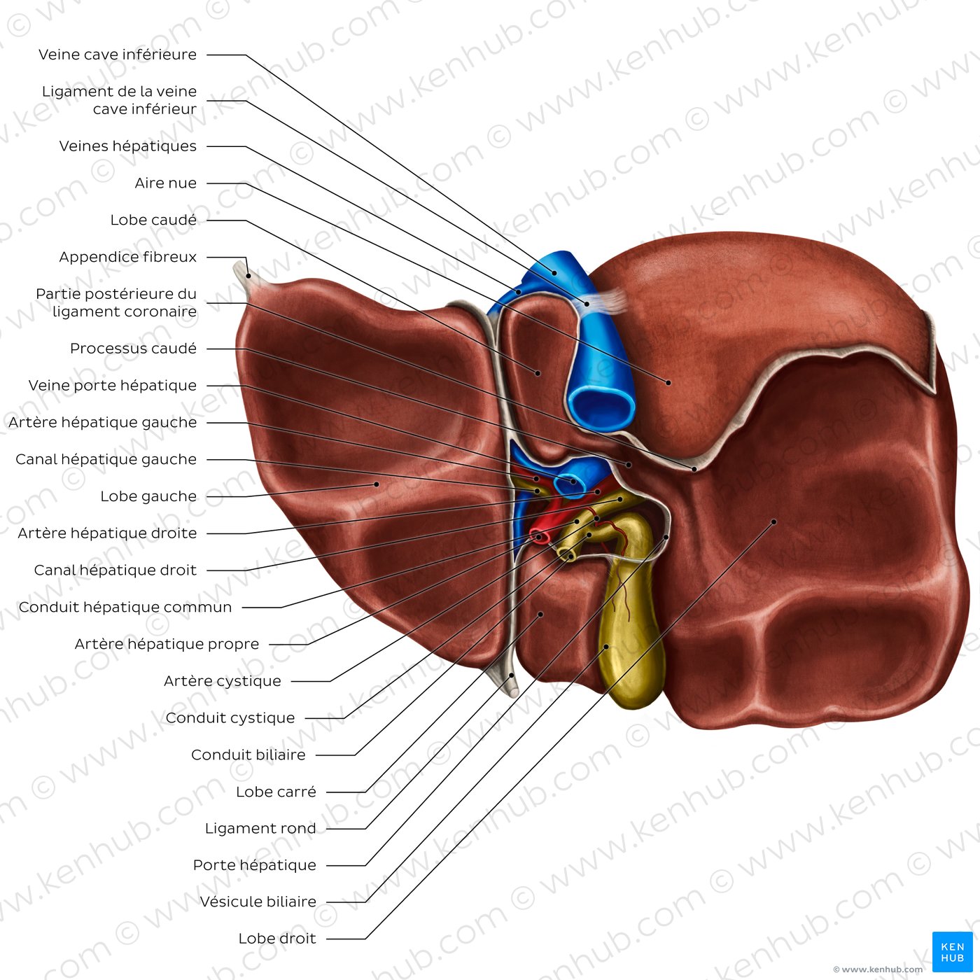 Anatomie de la surface viscérale du foie : Vue inférieure