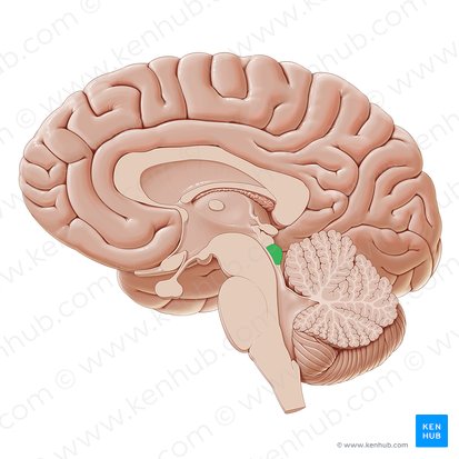 Inferior colliculus (Colliculus inferior); Image: Paul Kim