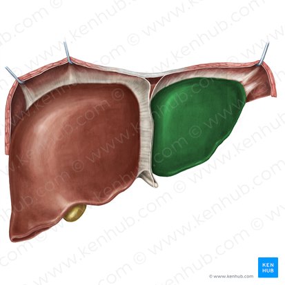 Lóbulo izquierdo del hígado (Lobus sinister hepatis); Imagen: Irina Münstermann