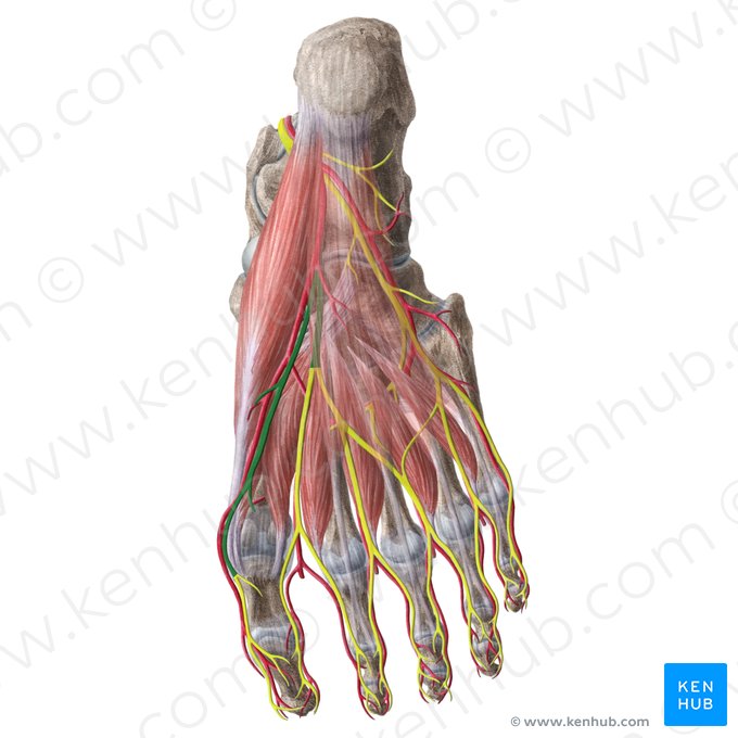 Nervo plantar medial (Nervus plantaris medialis); Imagem: Liene Znotina