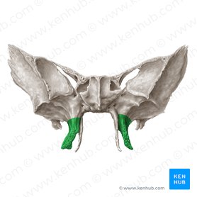 Lamina lateralis processus pterygoidei ossis sphenoidalis (Seitliche Flügelfortsatzplatte des Keilbeins); Bild: Samantha Zimmerman