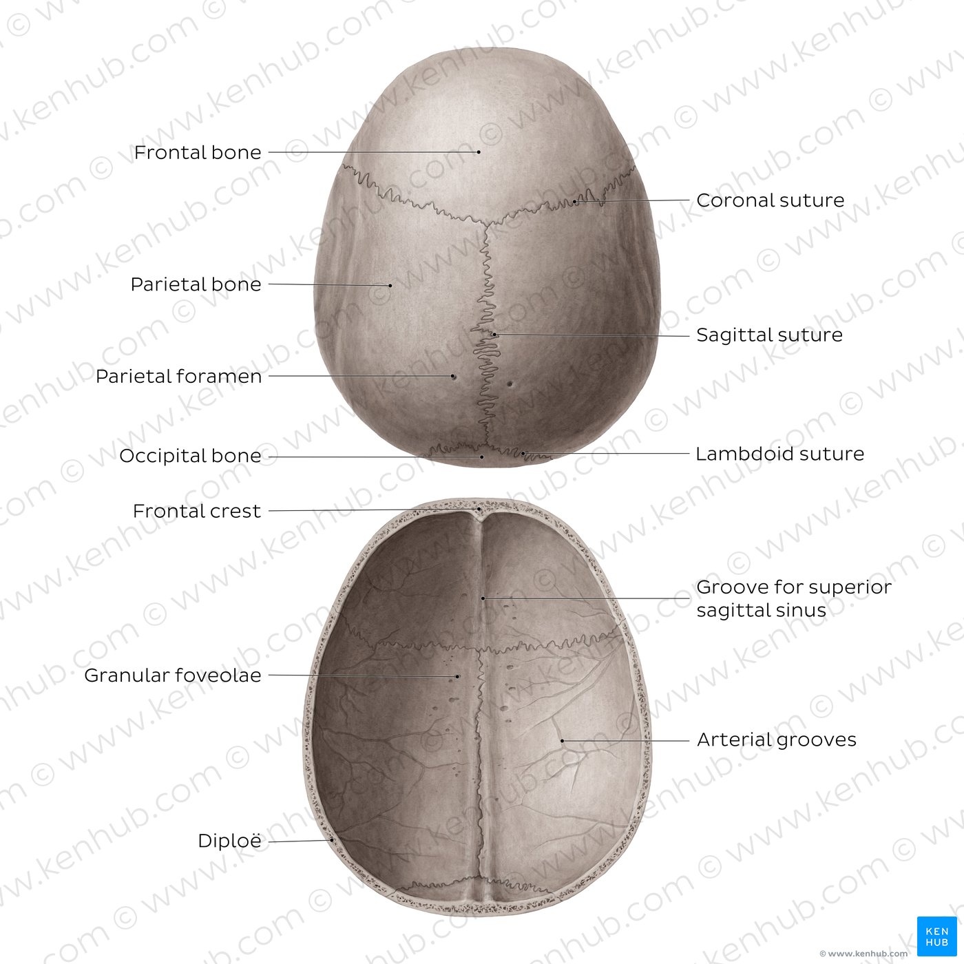 Surfaces and features of the parietal bones