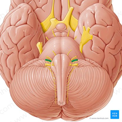 Nervo vestibulococlear (Nervus vestibulocochlearis); Imagem: Paul Kim