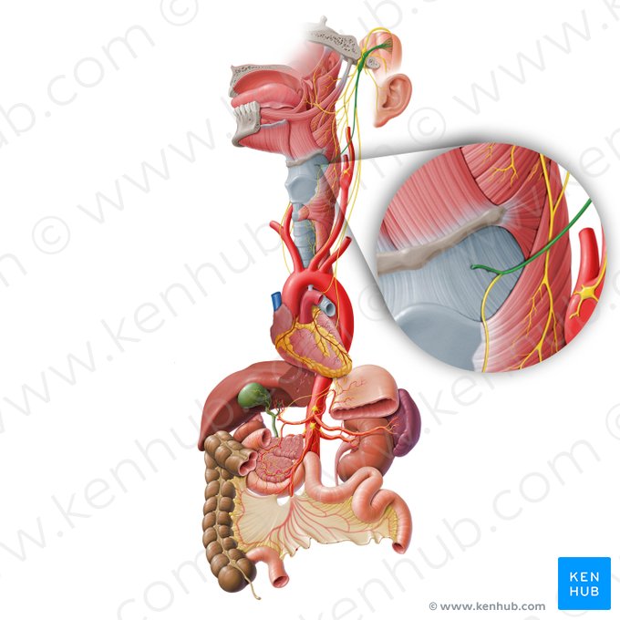 Ramo interno del nervio laríngeo superior (Ramus internus nervi laryngei superioris); Imagen: Paul Kim