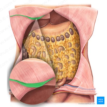 Round ligament of liver (Ligamentum teres hepatis); Image: Irina Münstermann