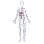 What is a vein?