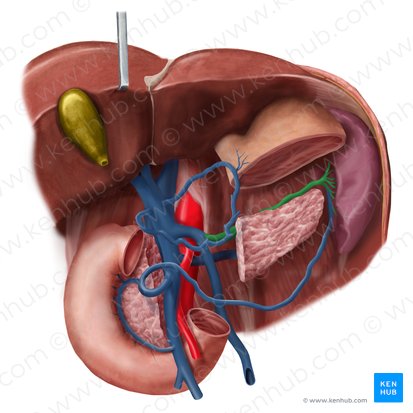 Veia esplênica (Vena splenica); Imagem: Begoña Rodriguez