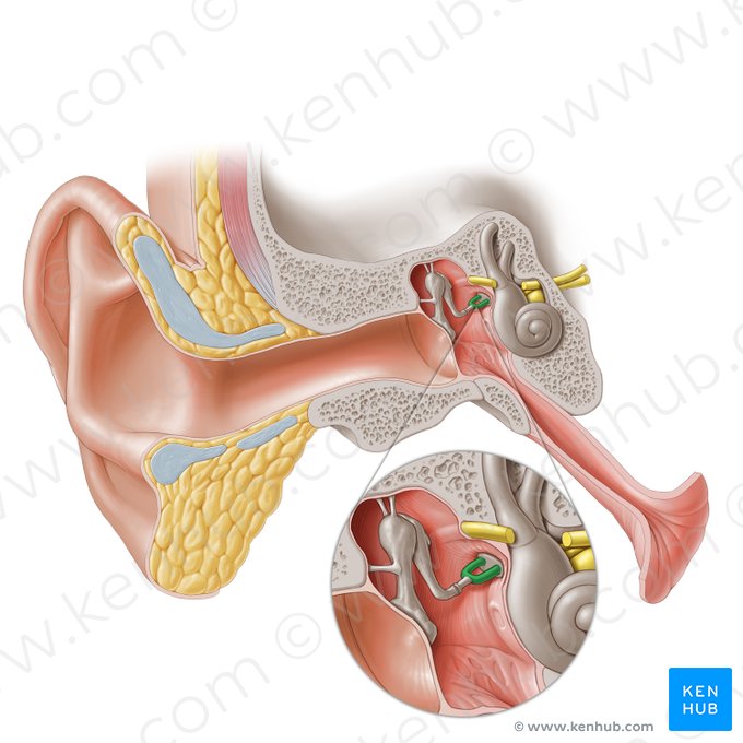 Ramos do estribo (Crura stapedis); Imagem: Paul Kim