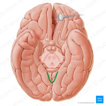 Calcarine sulcus (Sulcus calcarinus); Image: Paul Kim