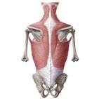 Oberflächliche Muskeln des hinteren Rumpfs