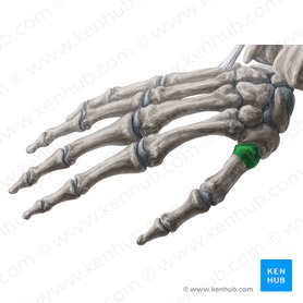 Base of 1st metacarpal bone (Basis ossis metacarpi 1); Image: Yousun Koh