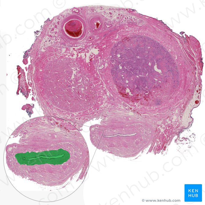 Pars spongiosa urethrae (Penisabschnitt der Harnröhre); Bild: 