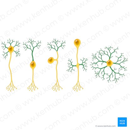 Dendritas (Dendrita); Imagen: Paul Kim