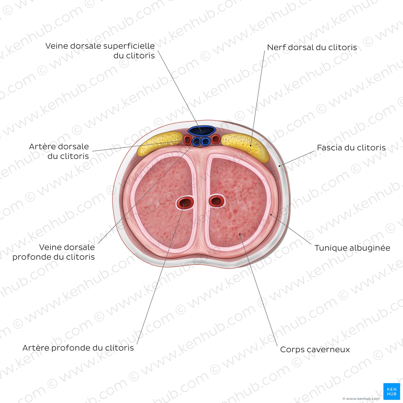 Structure du clitoris