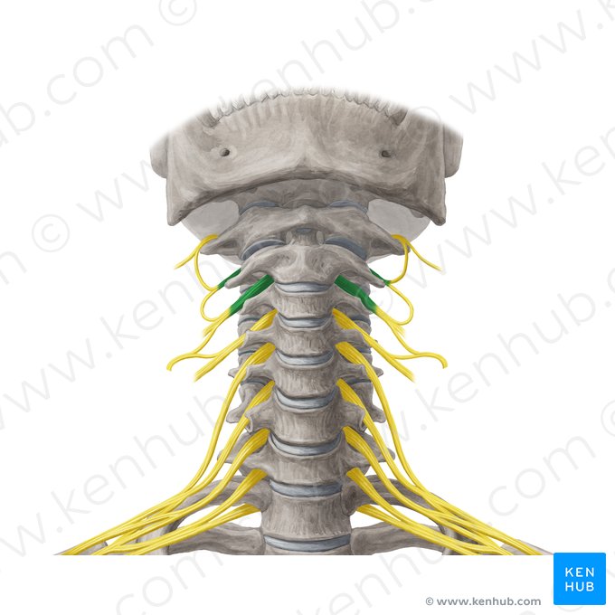 Anterior rami of spinal nerves C2-C3 (Rami anteriores nervorum spinalium C2-C3); Image: Yousun Koh