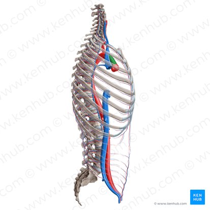 Aorta ascendens (Aufsteigende Aorta); Bild: Paul Kim