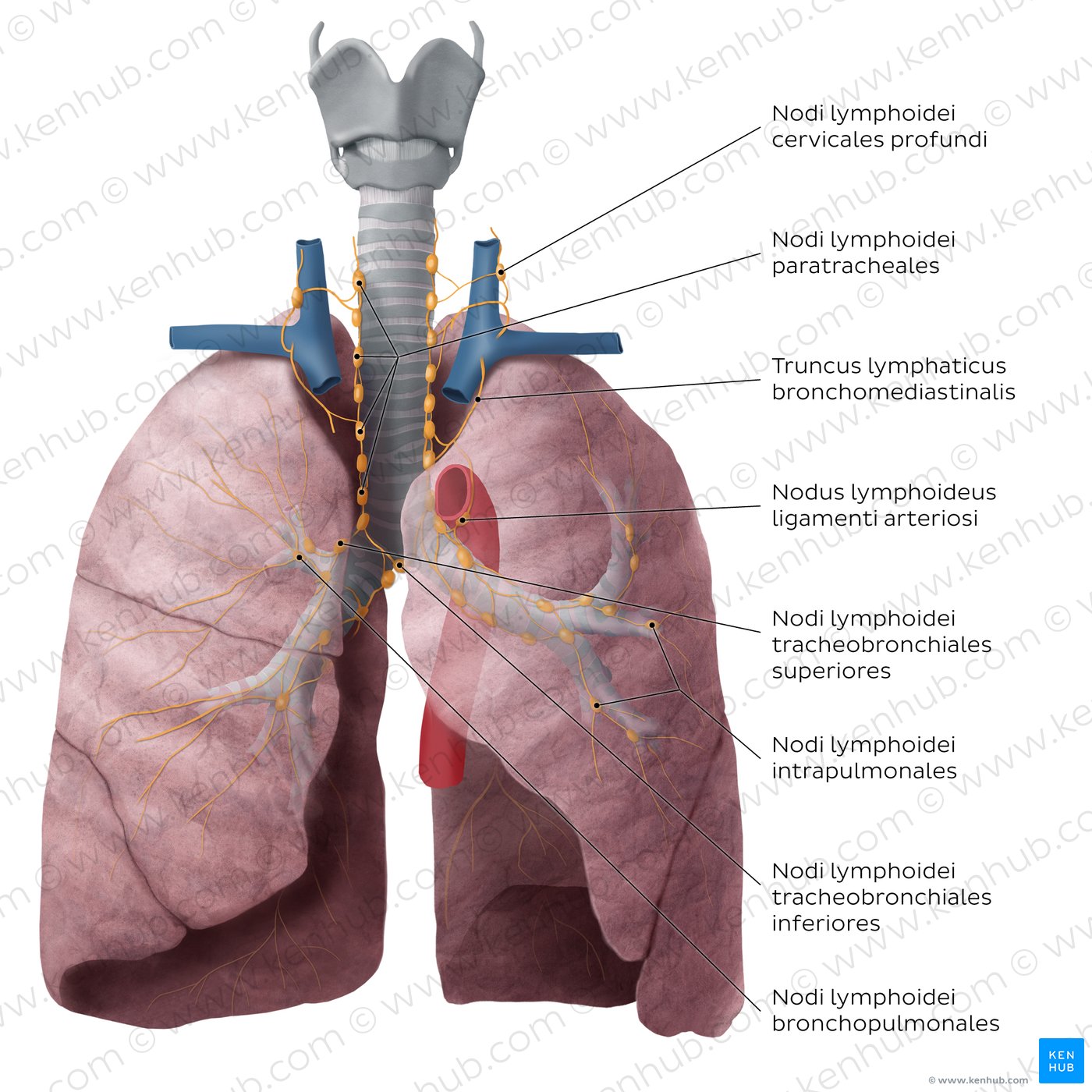 Overview of lymph nodes of the lung (anterior view)