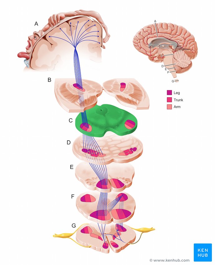 Midbrain - cross-sectional view