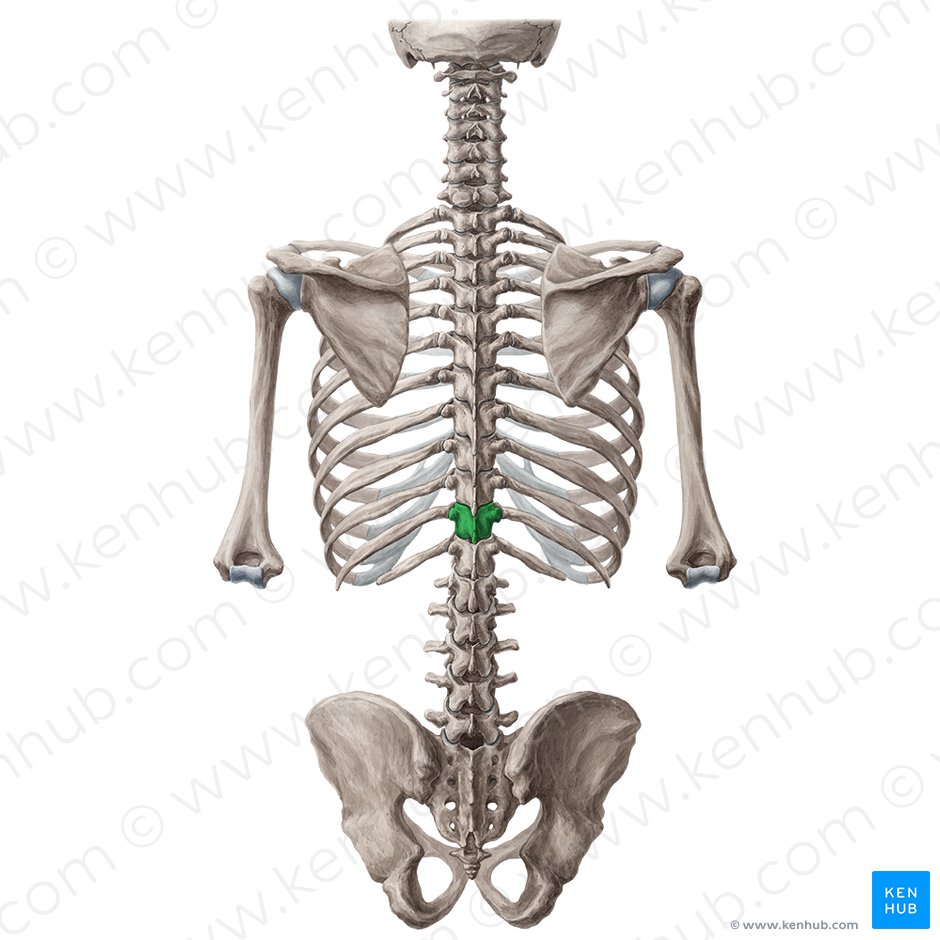 Thoracic Vertebrae Anatomy Function And Definition Kenhub
