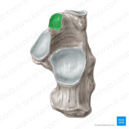 Carilla articular anterior para el talus del calcáneo (Facies articularis talaris anterior calcanei); Imagen: Samantha Zimmerman