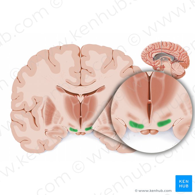 Substância negra (Substantia nigra); Imagem: Paul Kim