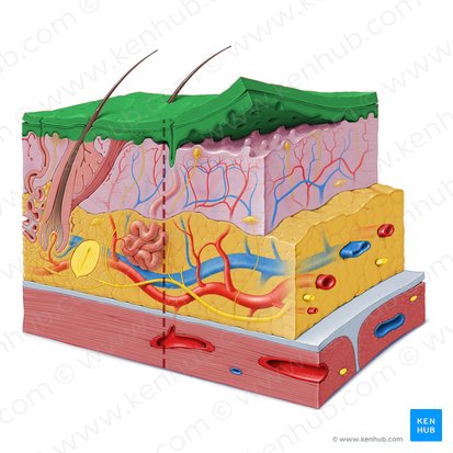 Epidermis; Bild: Paul Kim