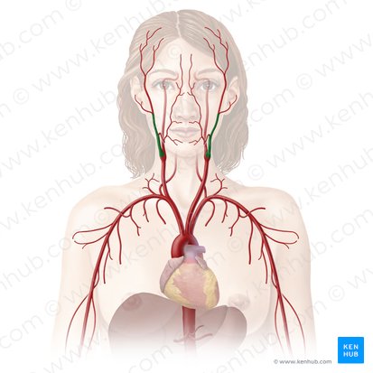 Arteria carotis externa (Äußere Halsschlagader); Bild: Begoña Rodriguez