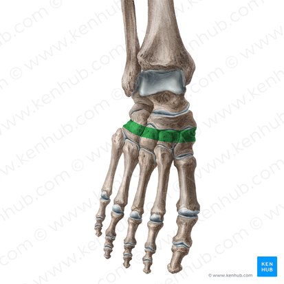 Transverse arch of foot (Arcus pedis transversus); Image: Liene Znotina