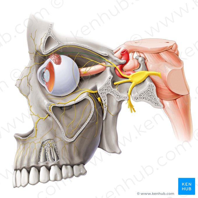 Nervo lacrimal (Nervus lacrimalis); Imagem: Paul Kim