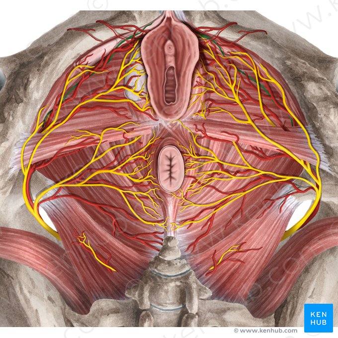 Nervo dorsal do clitóris (Nervus dorsalis clitoridis); Imagem: Rebecca Betts
