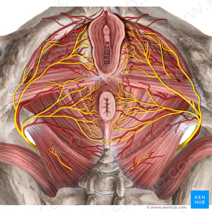 Dorsal nerve of clitoris (Nervus dorsalis clitoridis); Image: Rebecca Betts