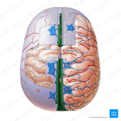 Superior sagittal sinus (Sinus sagittalis superior); Image: Paul Kim