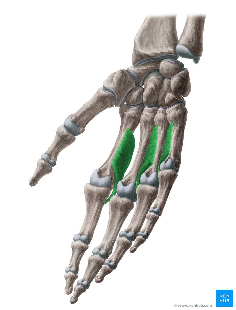 Palmar interossei muscles (Musculi palmares interossei)