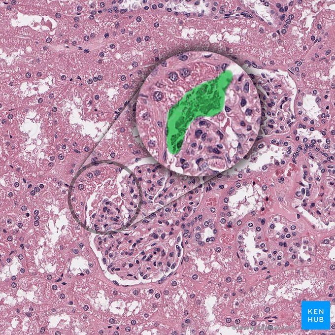 Polo urinario del corpúsculo renal (Polus urinaris corpusculi renalis); Imagen: 