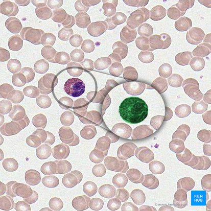 Granulocytus eosinophilus (Eosinophiler Granulozyt); Bild: 