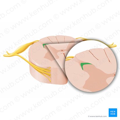 Gelatinous substance of posterior horn (Substantia gelatinosa cornu posterioris); Image: Paul Kim